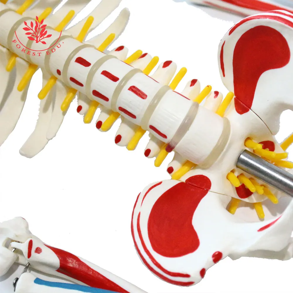 Human Anatomy Skeleton Model FRT008 85cm Whole Body Muscle Painted Include Spinal Nerve Roots and Carotid Artery Medical Science