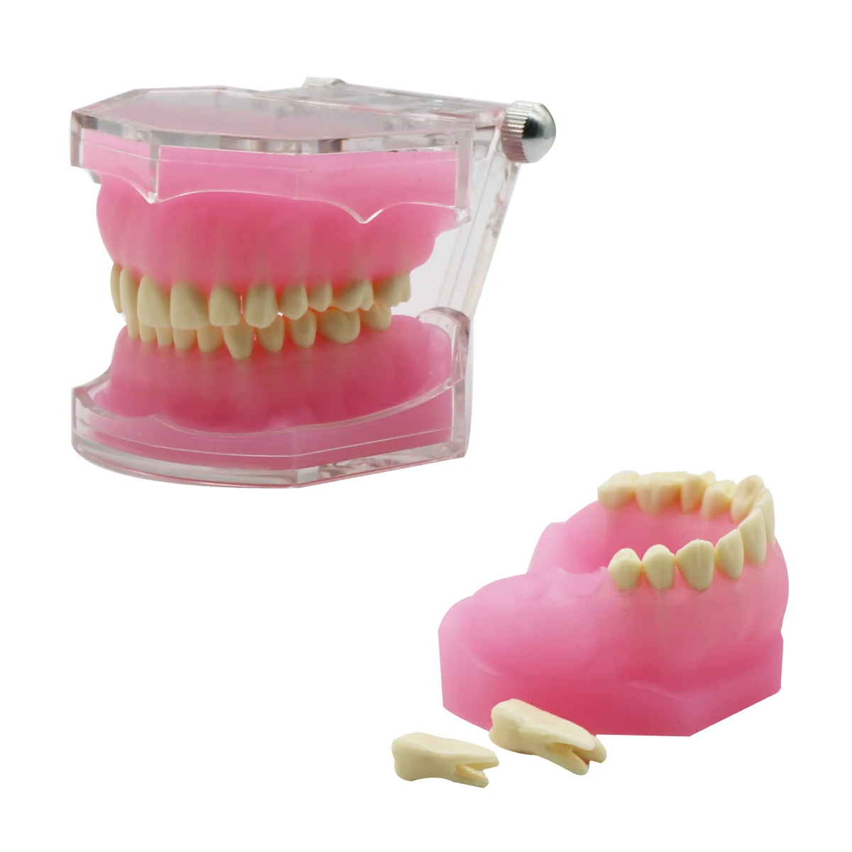 

Dental Study Teaching Model Standard Model Removable Teeth Soft Gum