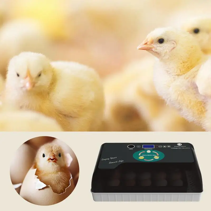 

Incubators For Hatching Eggs Duck Incubators For Hatching Eggs Automatic Egg Turning Temperature Control For Hatching Eggs