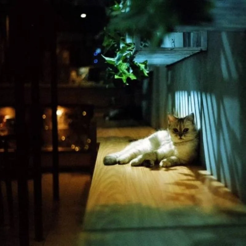 KODAK ColorPlus 200 35mm 필름, 1-10 롤, 롤 당 36 노출 네거티브 필름, Kodak M35, M38, H35, 135 카메라용