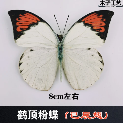 Real Butterfly Specimen Insect Specimen Teaching Specimen DIY Self-sealing Bags Optional Varieties  home accessories 