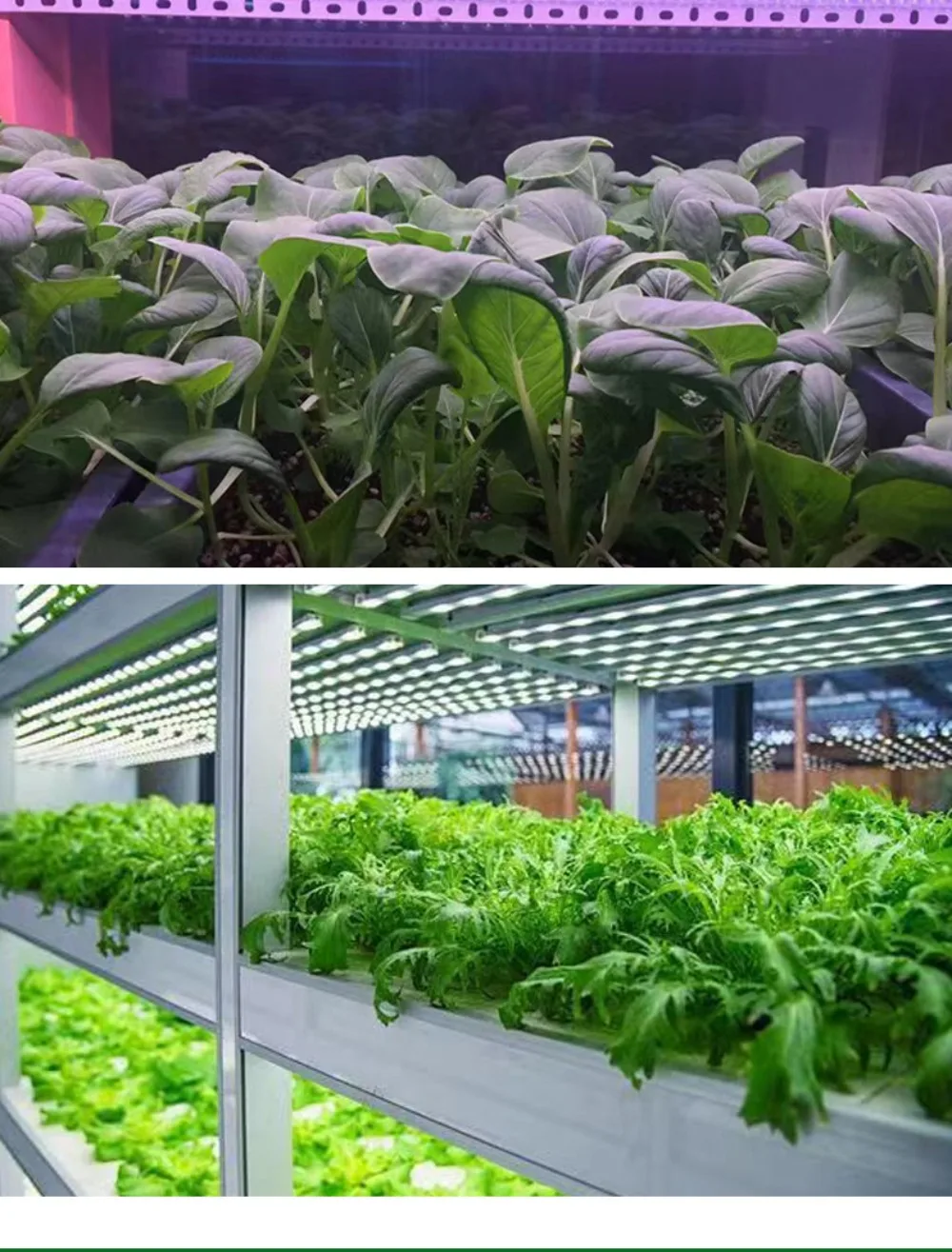 Рисунок 6 - Светодиодная лампа для выращивания