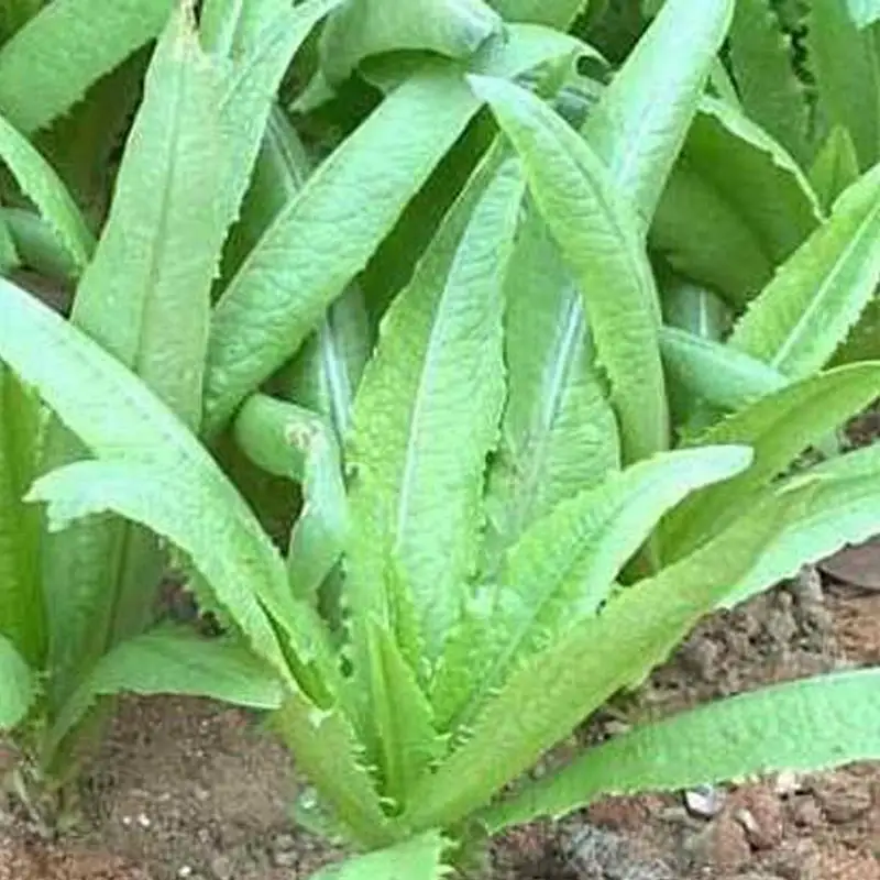 100Pc Indian lettuce