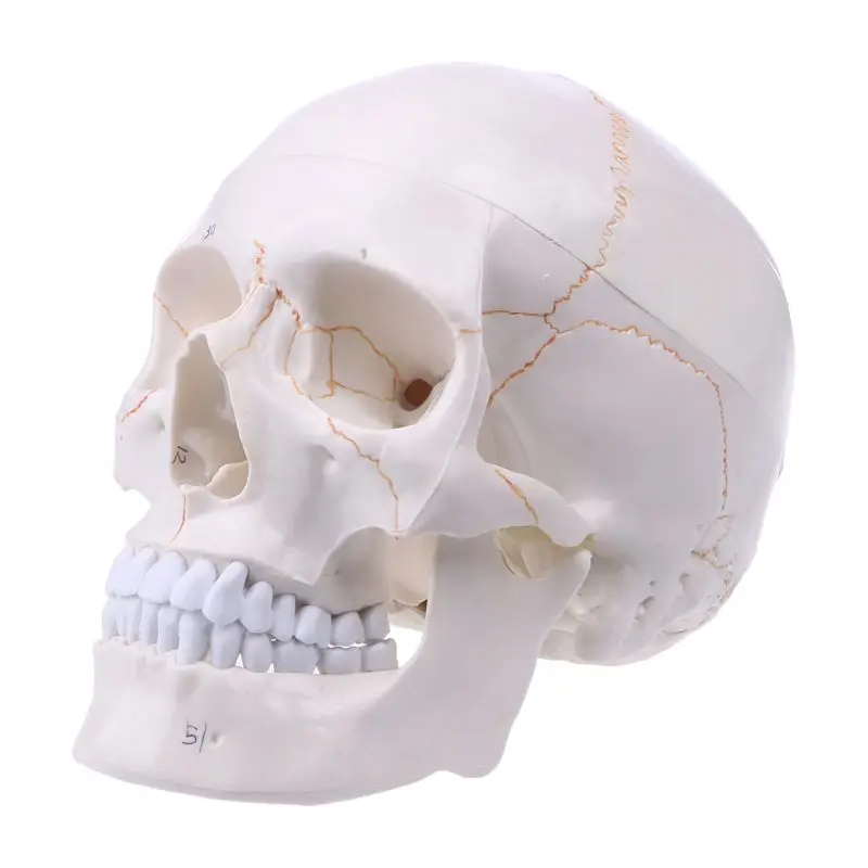 

Life Size Human Skull Model Anatomical Anatomy Medical Teaching Skeleton for Hea