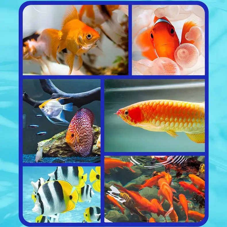 Fish Tank Water Purifier Algae Remover Aquarium Algaecide Detergent Cleaning Agent Alginate Removal Agent Clear Water Quality fish tank water purifier