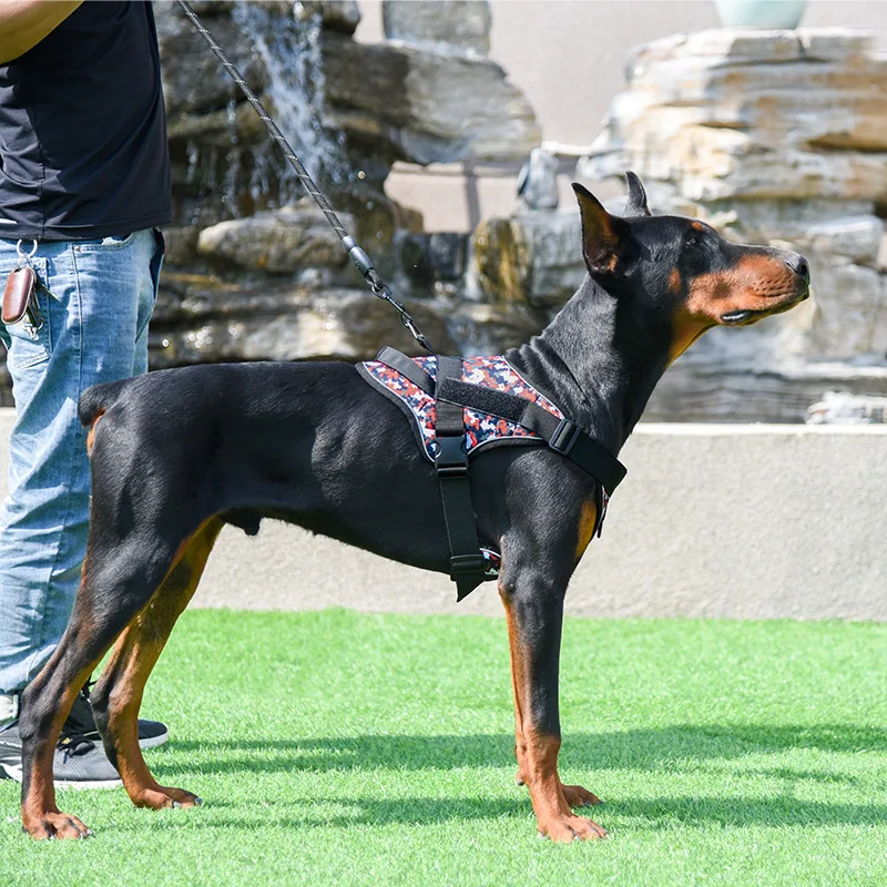 labrador harness