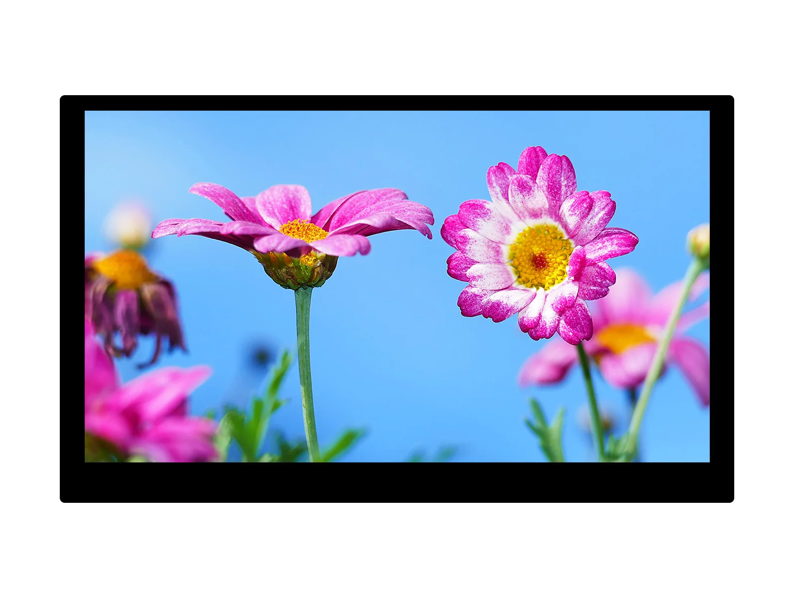 15.6 ġ QLED ÷ 1920  1080   IPS ȭ  г, 100% sRGB ġ ũ ȭ 