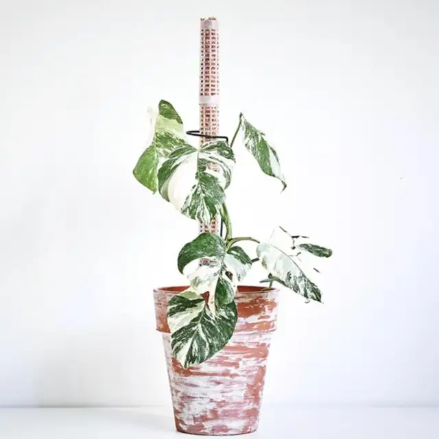 Hegymászó Növényi Pólus Sphagnum Moha Botok Növény Növekvő Tartótámogató Vízmegtakarító Műtrágyaban Gazdag Kókuszdió-Bot Kertészet 1Dc - Image 6