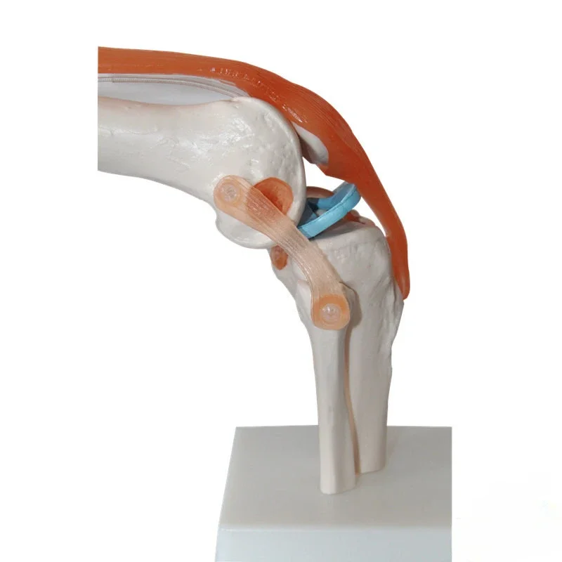Flexible anatomy Knee Joint Model with Bendable Cruciate Ligaments and Meniscus for Medical Science Teaching