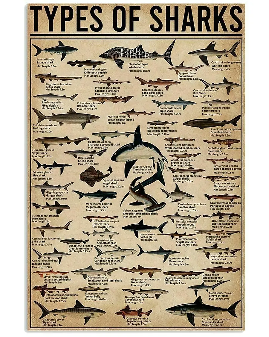 

Veidsuh Types of Sharks Vintage Poster Metal Tin Signs Iron Painting Plaque Wall Decor Bar Club Novelty Funny Bathroom Kitchen T