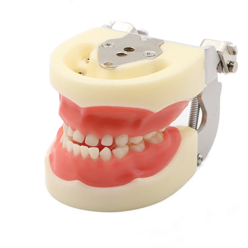 modello-di-denti-decidui-per-bambini-standard-a3-da-1-pezzo-con-mascella-rosa-articolatore-per-l'insegnamento-della-scuola-odontoiatrica