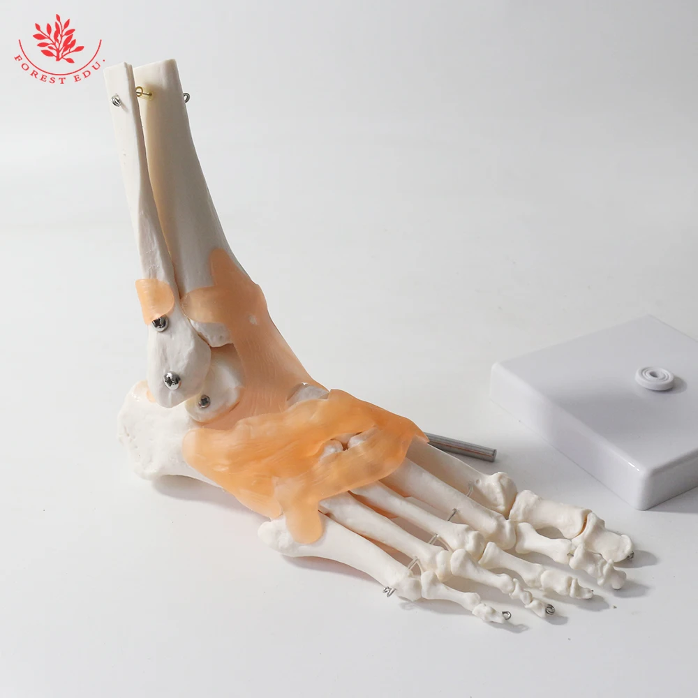 Foot Joint Model with Ligament FRT027 Functional Anatomical Human Skeleton PVC Ankle Bone Human Skeleton