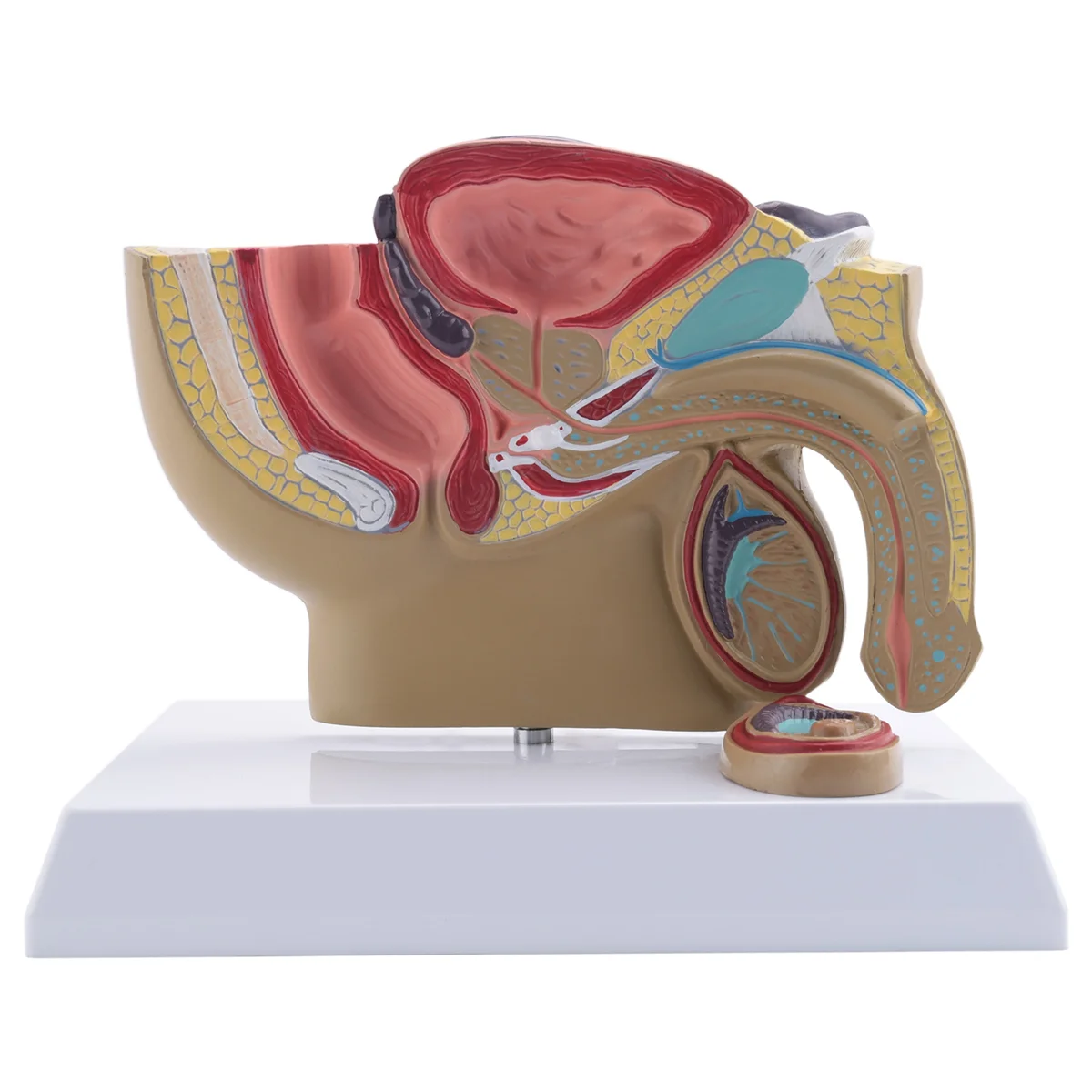L69A 1:2 남성 골반 시상 단면 고환 전립선 방광 직장 비뇨기 시스템 모델