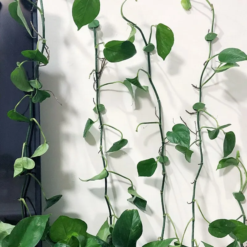 10Pcs Plant Climbing Wall Fixer Leaf Type Green Plant Invisible Fixing Device Vine Clip Fastener Snap Traction Shaping