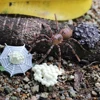 Butterfly Growth Cycle Chicken Spider Insect Animals Simulation Animals Life Cycle Figurine Growth Cycle Model Action Figures 4