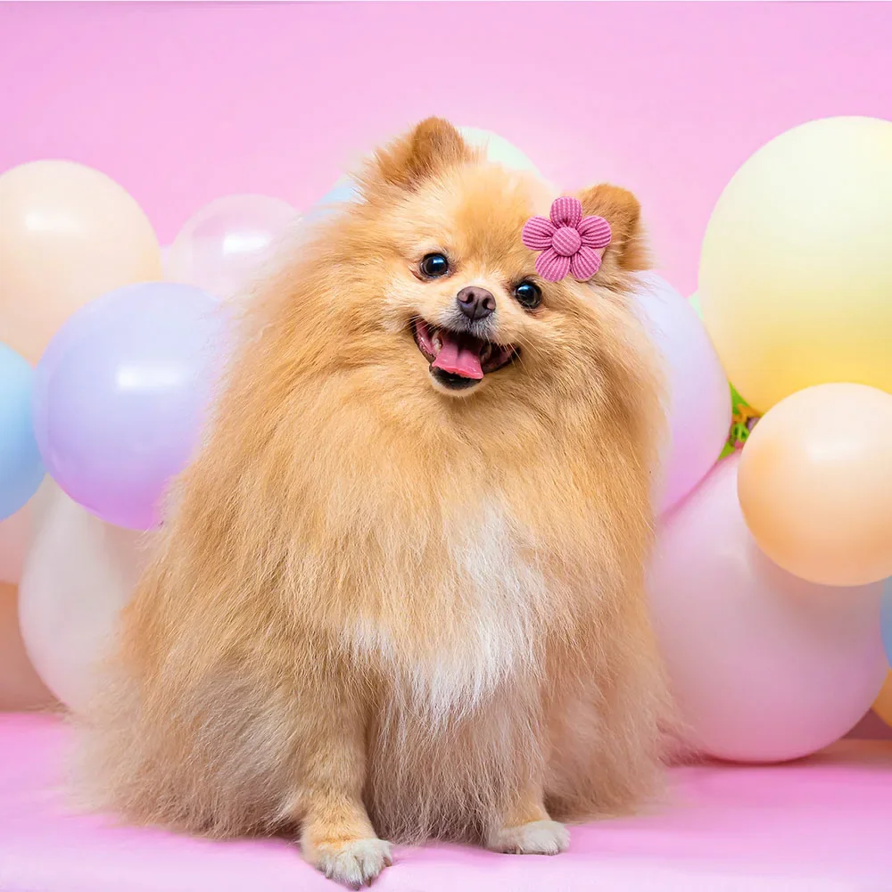 Title 2, 10PCS Solid Color Pet Dog Bows Puppy Flower Hai...