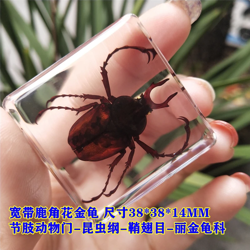 Real Insect Small Animal Square Resin Real Insect Scarab Spider Beetle Apply To Specimen Teaching Gift Box Home Decor 4