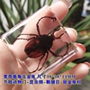 Real Insect Small Animal Square Resin Real Insect Scarab Spider Beetle Apply To Specimen Teaching Gift Box Home Decor 4