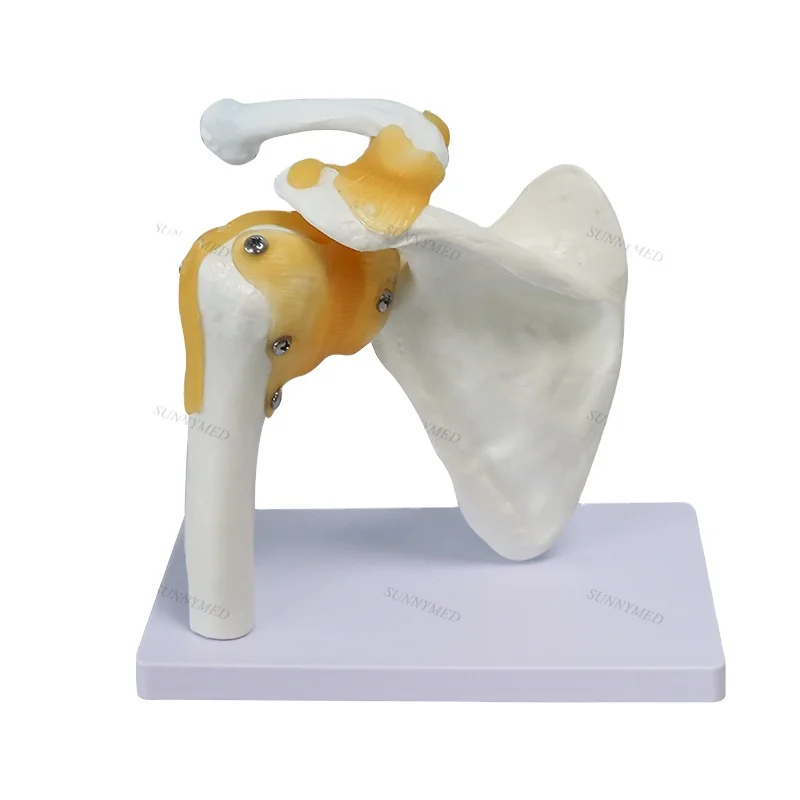 

SY-N007 Teaching Model Shoulder model Axis Scientific Muscled Shoulder Joint Model