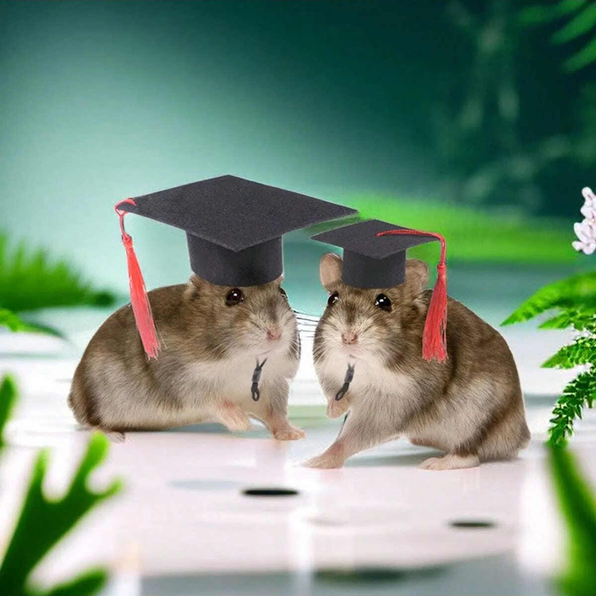 1pc-Fashionable tassel doctor hat for small pets, pet decoration, suitable for photo styling