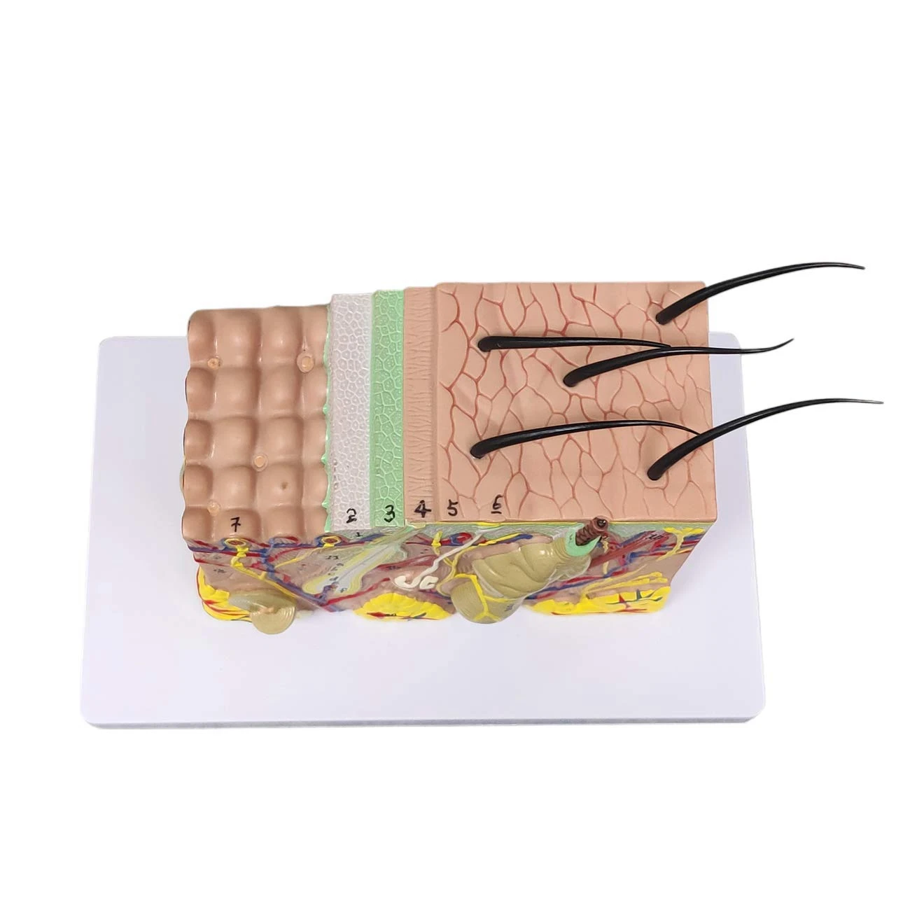 35X Enlarged Skin Model 3