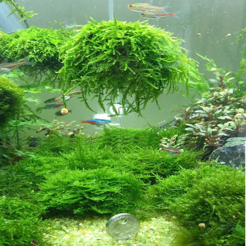 Filtro de bola de musgo vivo Mineral Natural para plantas de acuario,  algas, peces, camarones, adorno de tanque, plantas naturales artificiales,  2-3cm, 1pc
