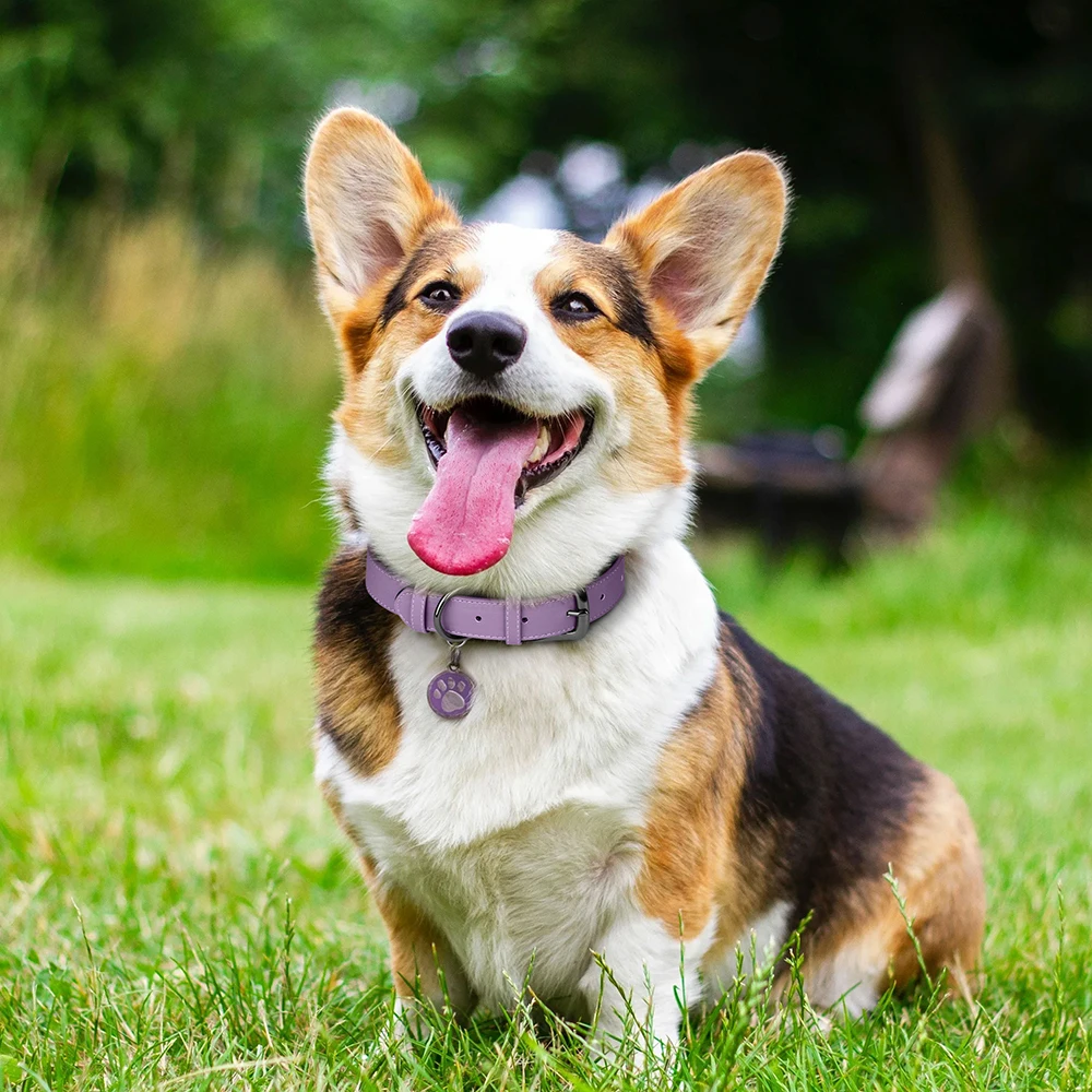 Luxury dog collar showing size difference between XS-L (one rivet row) and XL (two rivet rows).
