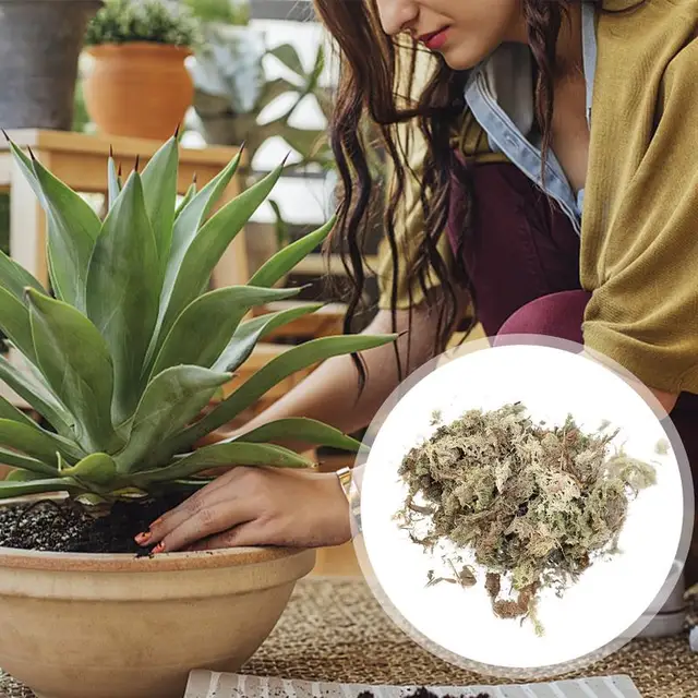 6/12L Sphagnum Moha Moss Hidratáló Táplálékgyökér Gyökerek Organic Mertilizátor Természetes Száraz Otthoni Kerti Készletek - Image 2
