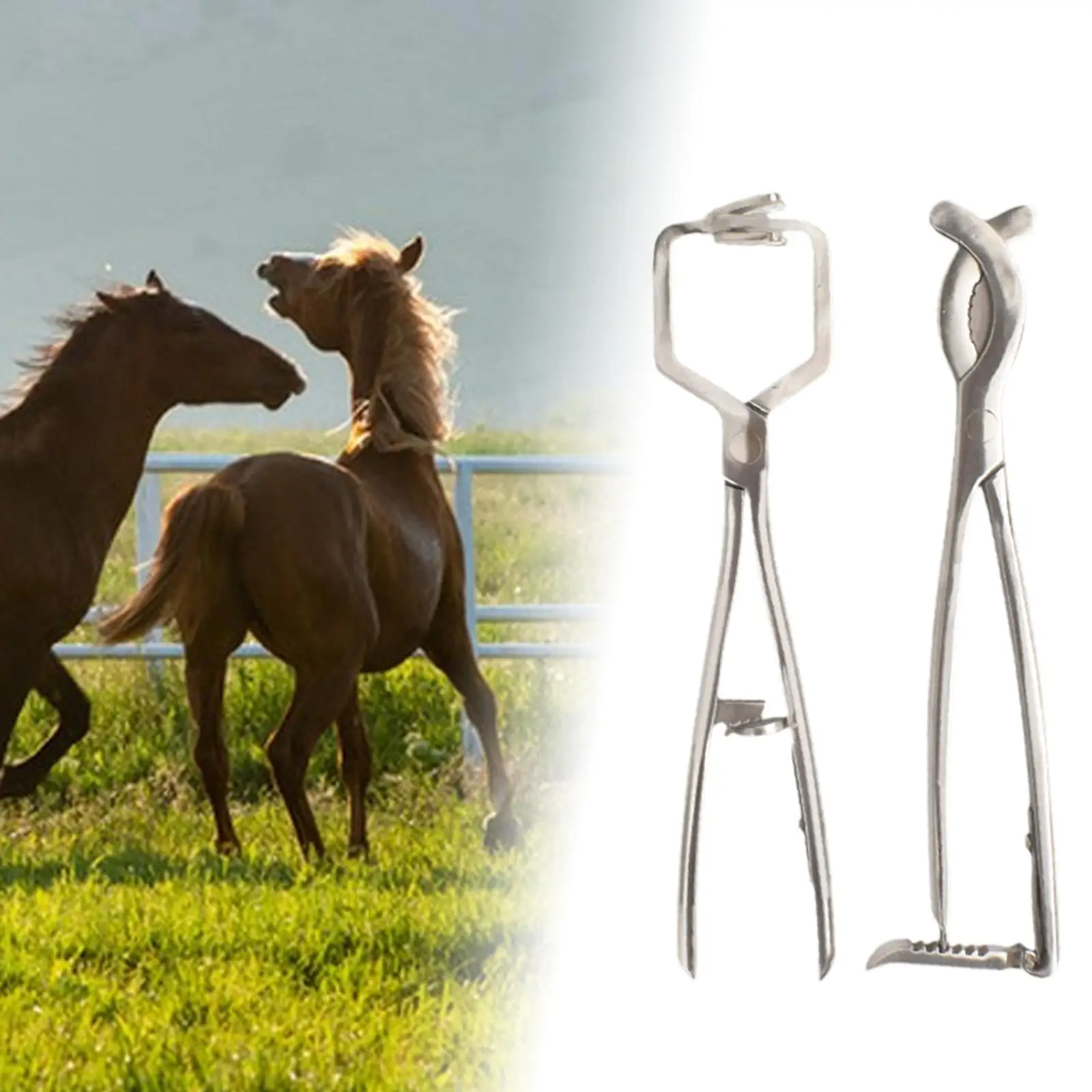 Stainless Steel Bander Livestock Castration Solution Heavy Duty Opener Castrating Plier for Lambs Calves Piglets Veterinary Stainless Steel Bander Livestock Castration Solution Heavy Duty Opener Castrating Plier for Lambs Calves Piglets Veterinary