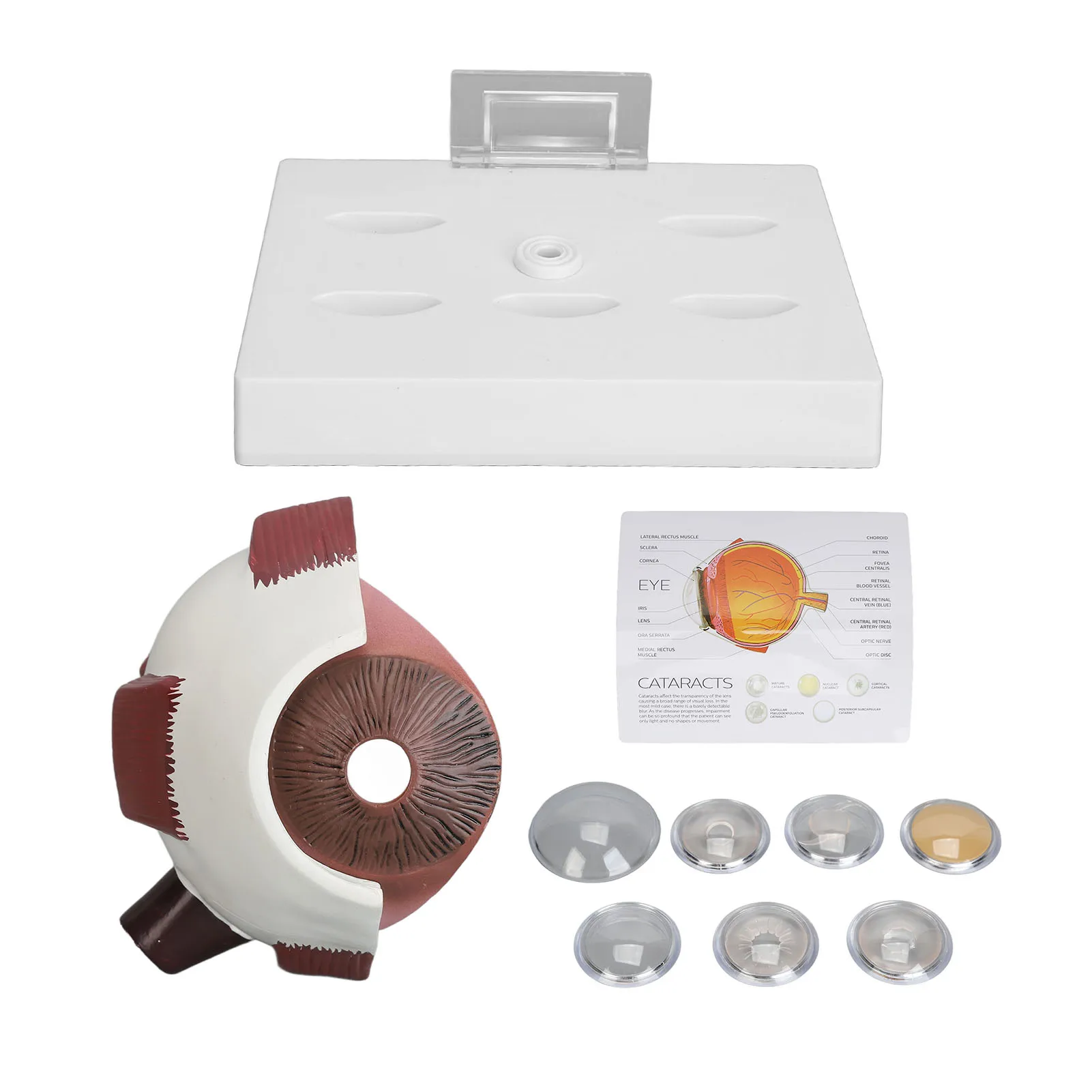 Human Eye Anatomical Model Accurate Display Enlarged  Eyeball Explanation Model with Card Human Eyeball Model 6
