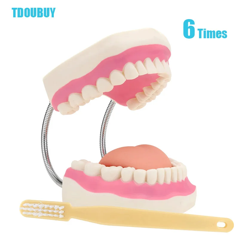 Giant Teeth Dental Demonstration Model with Toothbrush,Enlarged 6 Times Standard Size Mouth Model, Denture Teaching Model for Te