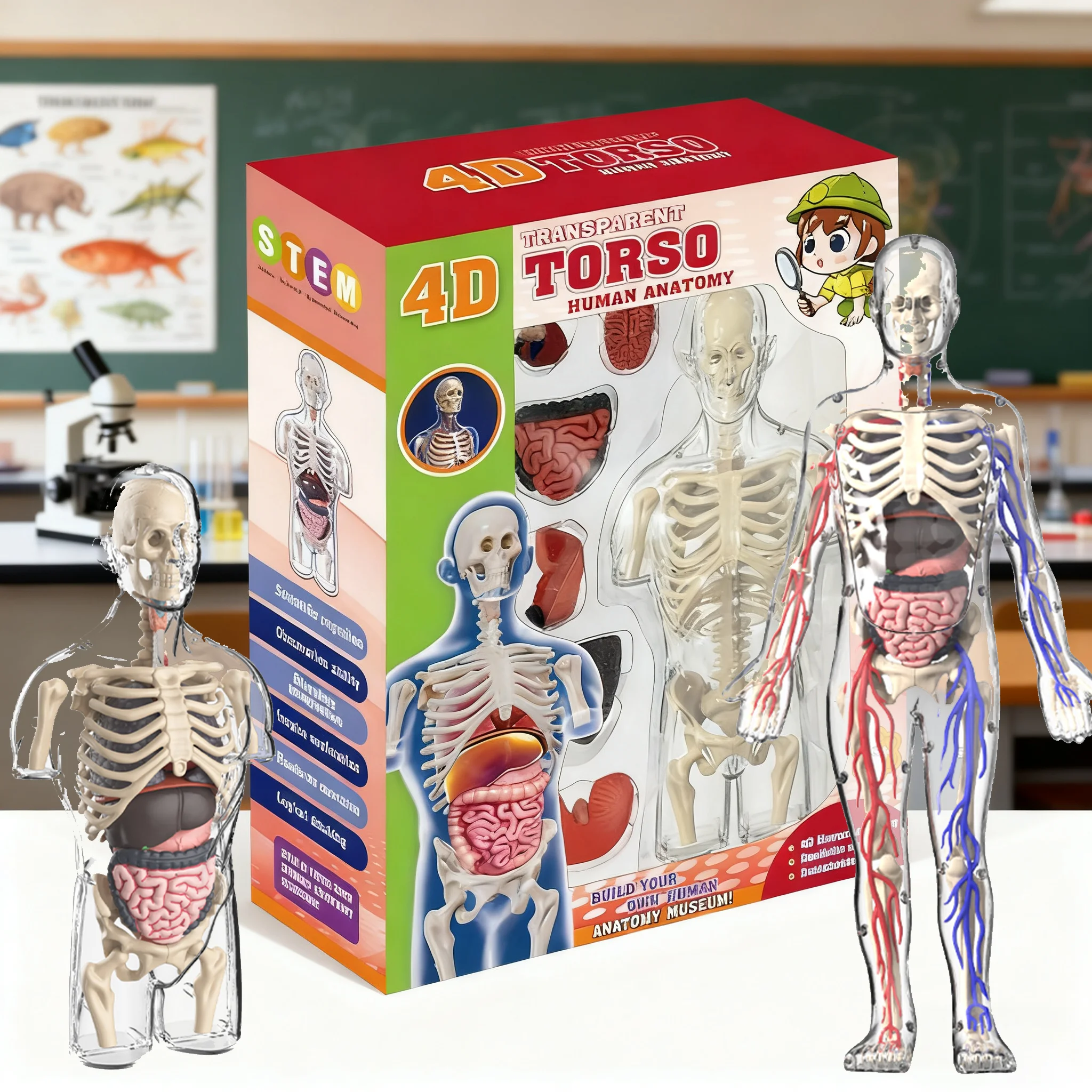 Plastic Human Body Assembly Model Educational Toy for Kids