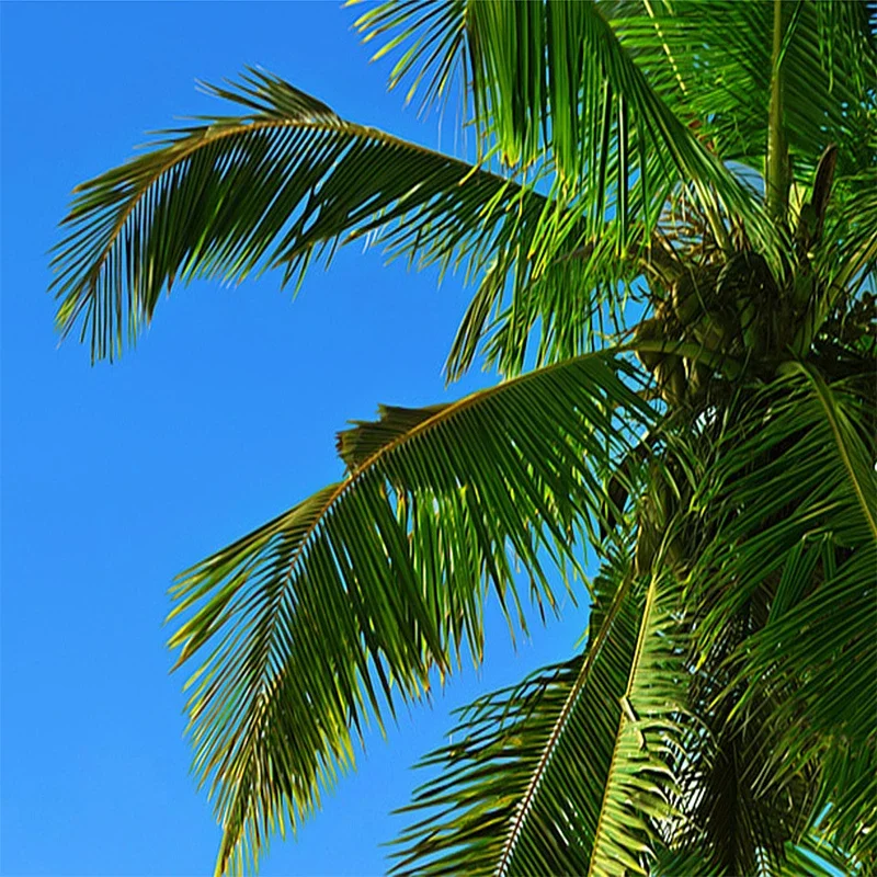 rolo para sala de estar quarto plano fundo 04