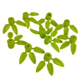 Image 22