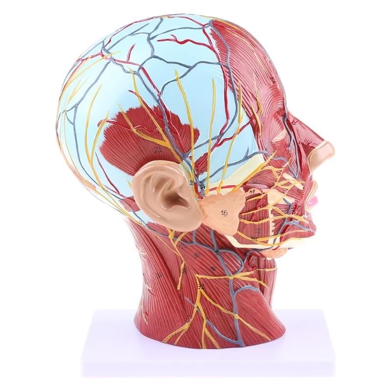 

Человеческая анатомическая половина для головы, лица, анатомии, медицинского мозга, шеи, средней части, St, Прямая поставка