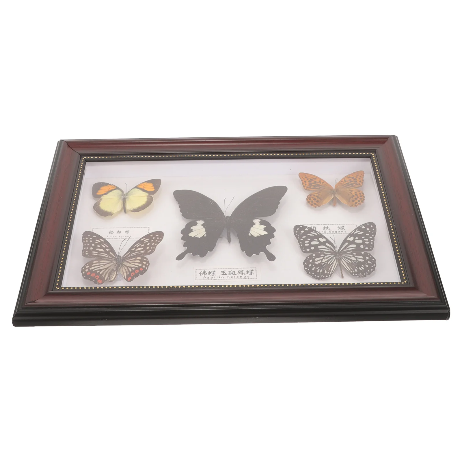 

Butterfly Specimen Photo Frame Real Butterflies Display Wood for Wall Hanging Wooden Shelf
