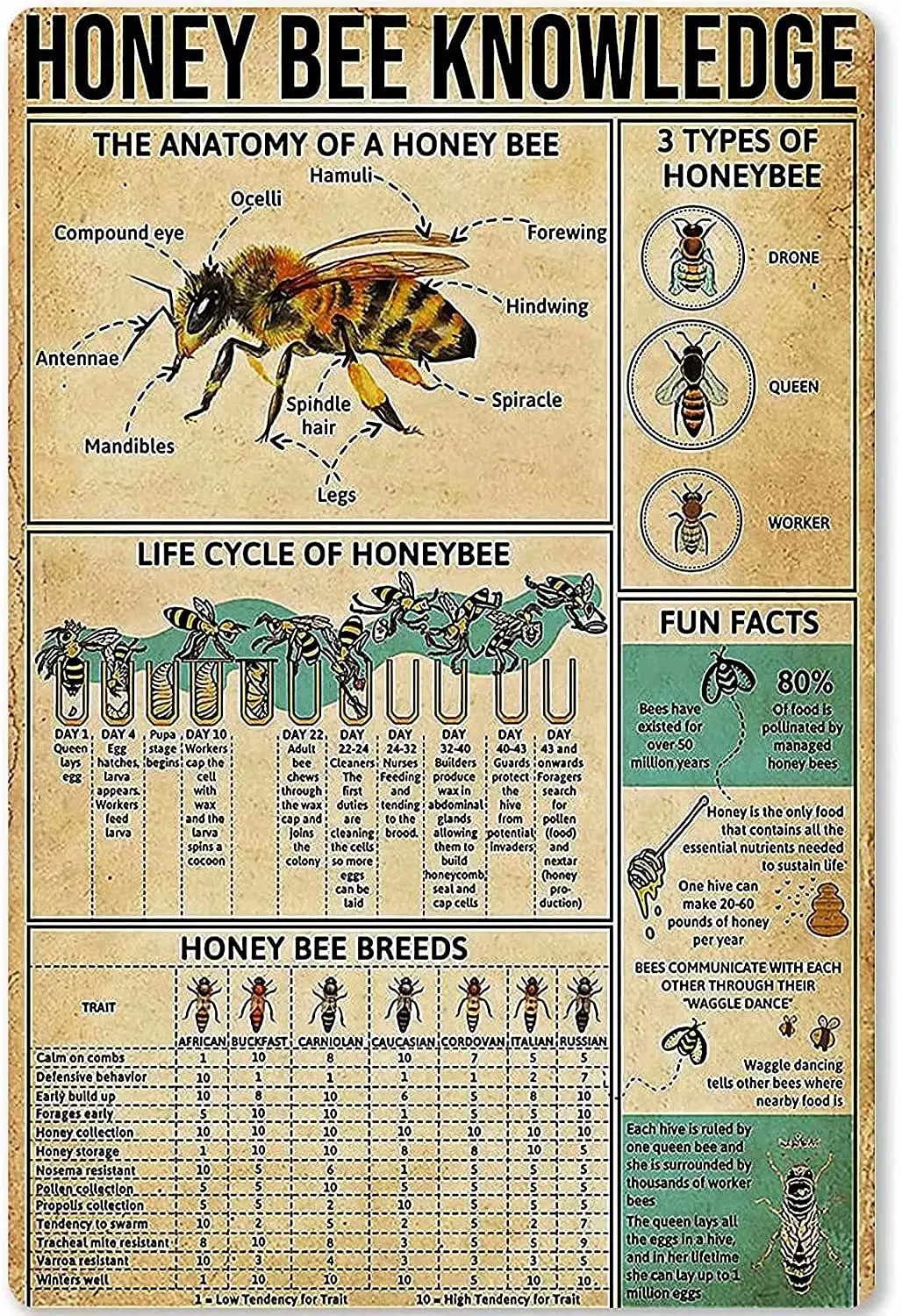 

Honey Bee Knowledge Art Wall Decor Retro Metal Tin Signs Life Cycle Of Honeybee Printed Poster Farm Farmhouse School Cafe Living