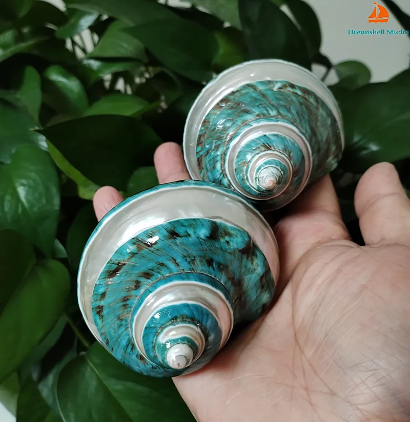 Jade Turbo Banded Seashells Turbo Shell Natural Large Hermit Crab Shells 2PC 8-9CM Green Polished DIY Photography Props