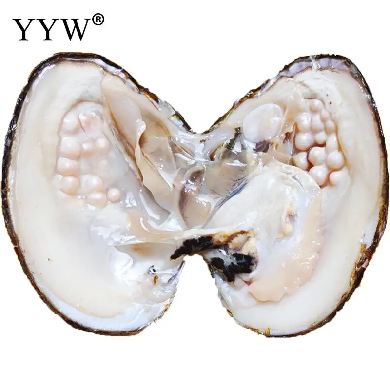 

1pcs Vacuum Pack Oyster Wish Freshwater Cultured Love Wish Pearl Oyster Gift Surprise 1 Pearl Shipped Without Oysters