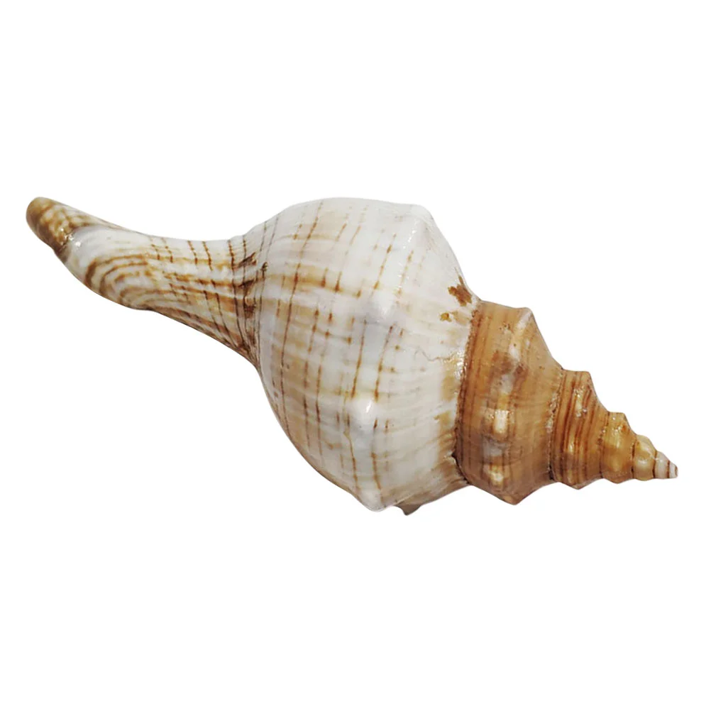 

Fish Tank Shell Decoration Large Seashell for Crafts Conch Manual Seashells Natural Crafting