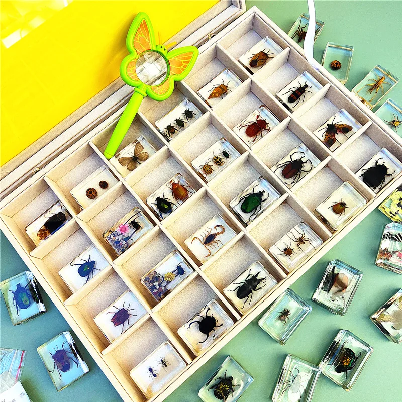 Real Insect Resin Specimen Stag Beetle Locust Crab Scarab Bee Spider Teaching Collection Children's Cognition,insect specimens