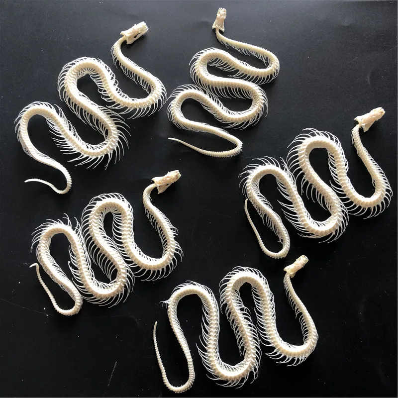 1/2/3/5/10 pcs Real Snake Skeleton Skull Animal Specimens, Taxidermy, About 30-40cm 6