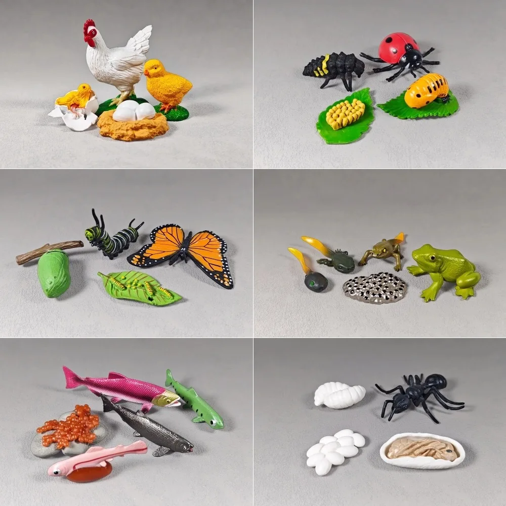 Diverse Animal Life Stages Set From Egg to Adult Realistic Insect Replicas Educational Collection For Classrooms