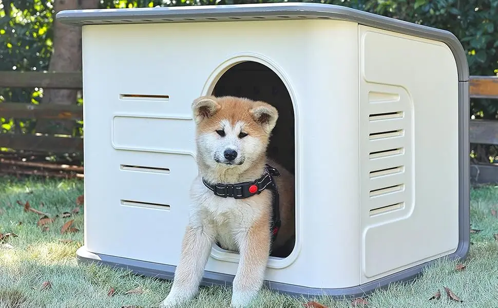 dog house