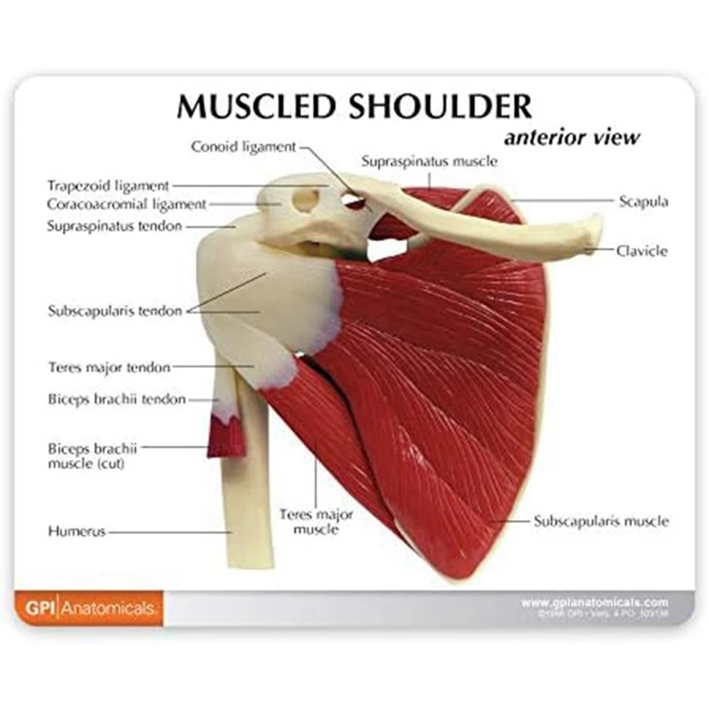 Human Shoulder Muscle Anatomy Model 2