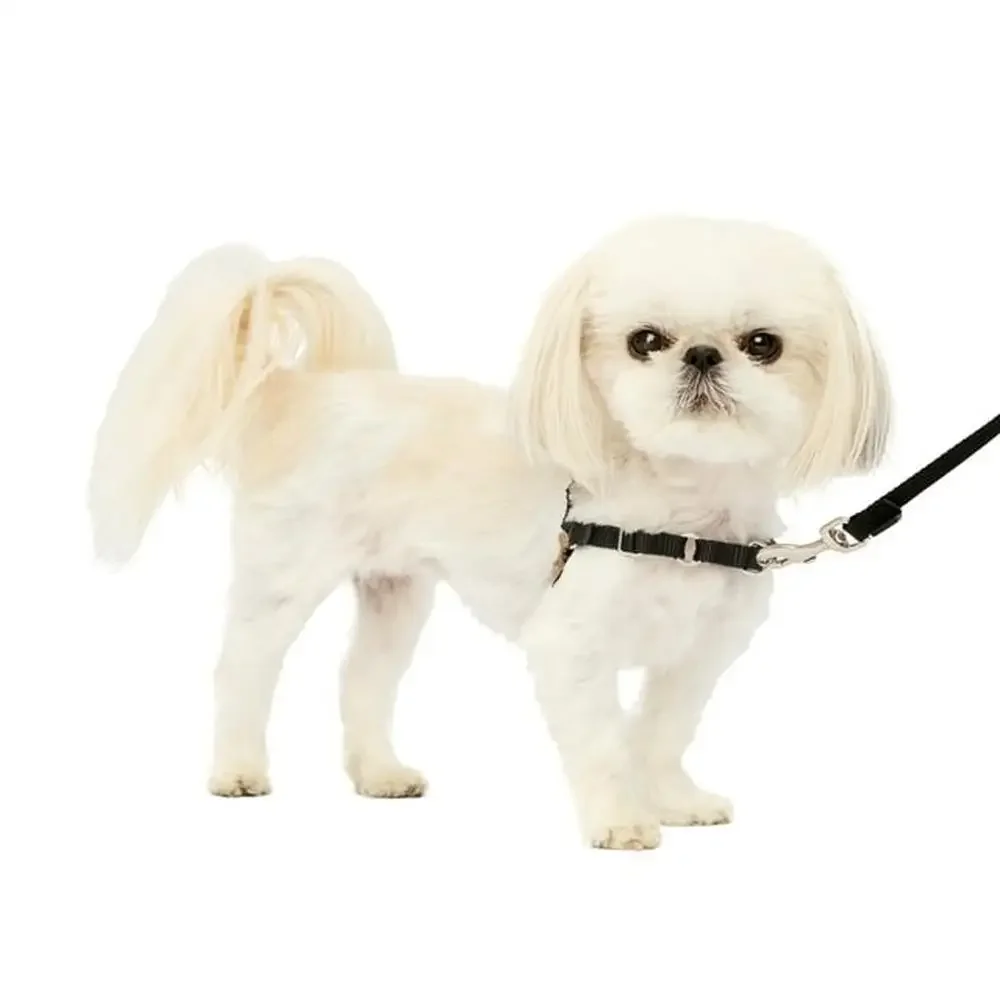 No-Pull Dog Harness Stop Pulling & Improve Leash Manners Lightweight & Breathable Easy Fit Comfortable Martingale Loop Design