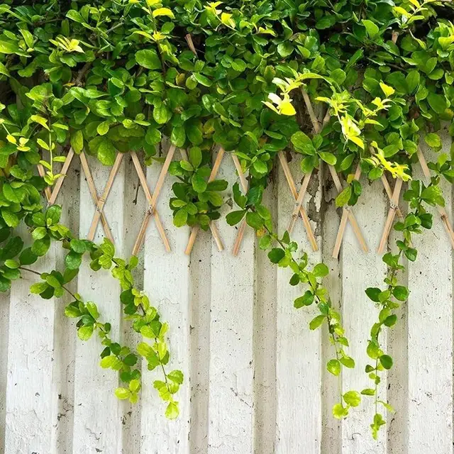 Bambusz Rácsos Virág Cserepes Mini Termesztési Növény Rács Bambuszrácsok Kerítések Kert Kerti Támogatás Ivy Uborka Beltéri Növekedés - Image 5