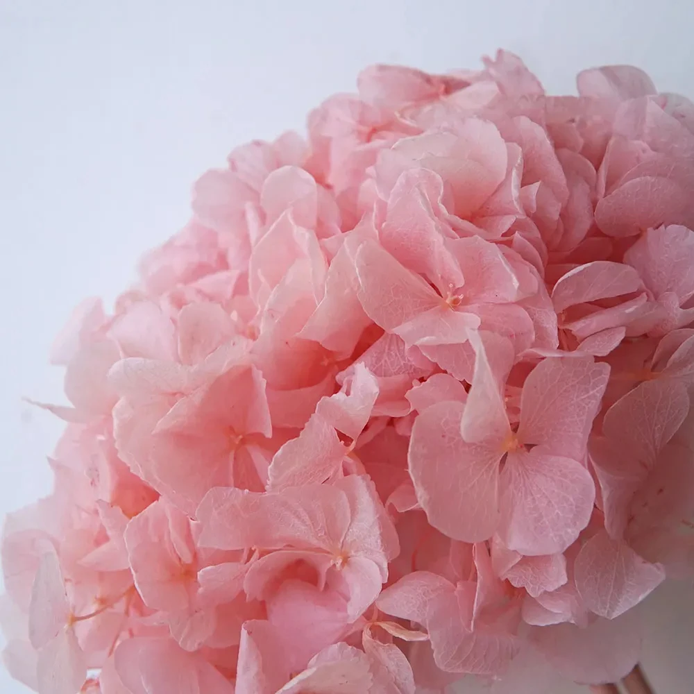 thumbnail image 1 of Nueva variedad de flores secas de hortensia de pétalos grandes, flores preservadas de macrophylla, decoración para el hogar y la oficina, decoración de bodas, regalo, 1 of 5