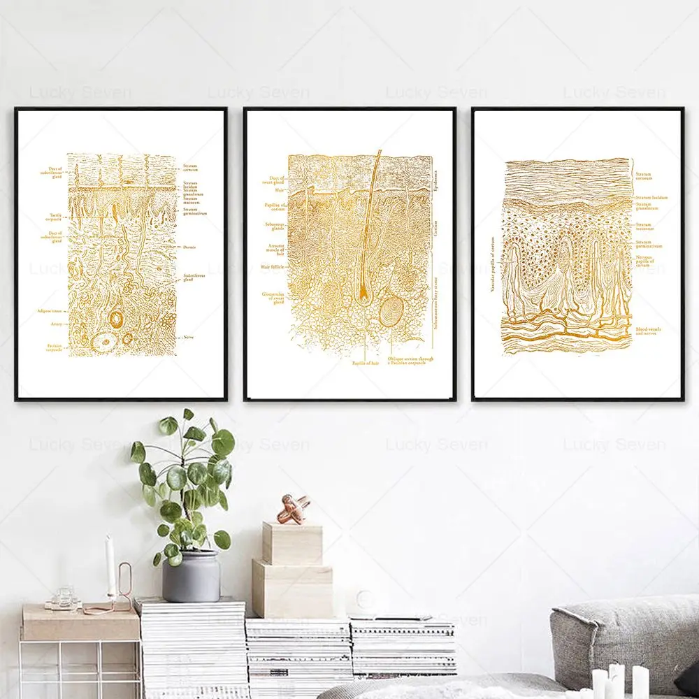 Skin Anatomy Poster Set 4