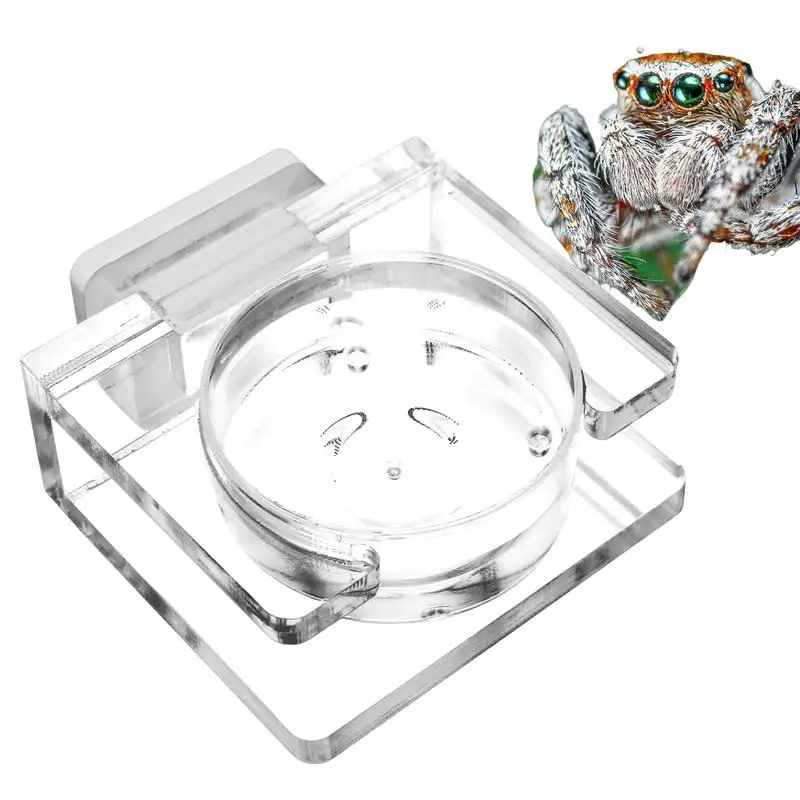 Transparent Acrylic Jumping Spider Feeding Dish